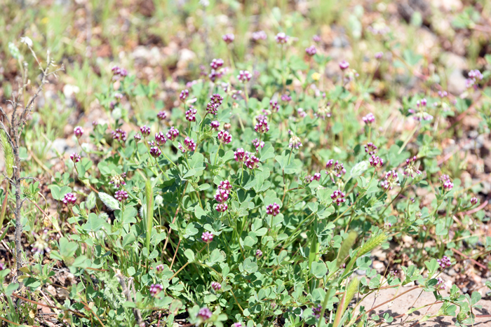 Pinpoint Clover is a member of the Fabaceae or Leguminosae family and is found along the west coast of the United States, Arizona northwestern Mexico. This species prefers open, disturbed areas, moist or dry areas and grassy areas near the ocean. Trifolium gracilentum